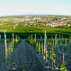 Bodenheim, 2009 (mit Beschreibung)