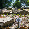 Carpanthea pomeridiana im Botanischen Garten, 2009 (mit Beschreibung)
