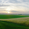 Felder zwischen Hechtsheim und Ebersheim, 2009 (mit ausführlicher Beschreibung)