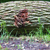 Baumstamm im Ober-Olmer Wald, 2009 (mit Beschreibung)