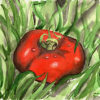 Tomate, 1997